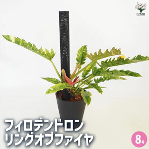 yztBfh OIut@C y ϗtA 8^1 z tBf tBfh SGfB rO ItBX  CeA ^