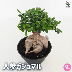 【マラソン期間★ポイント5倍】人参ガジュマル 【 観葉植物 9号/1個売り 】 ガジュマル ガジュマルの木 観葉植物 リビング オフィス 事務所 インテリア 大型 おしゃれ