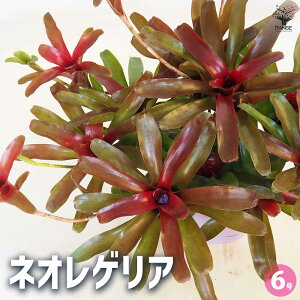 y}\N[|zzzlIQA y ϗtA 6^1 z ϗtA ϗt lIQA CtBjeB  Neoregelia Infinity ItBX rO   