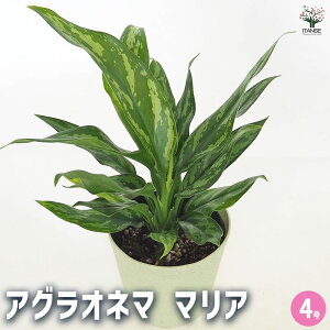 yzAOIl} }A y ϗtA 4^1 z Aglaonema ItBX rO    CeA 