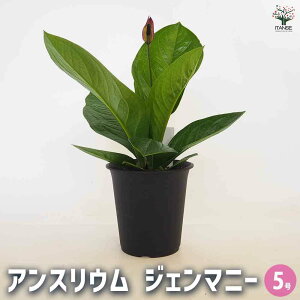 yzAXE WF}j[ y ϗtA 5^1 z rO ItBX  CeA ^  S Ă₷ K[fjO v[g