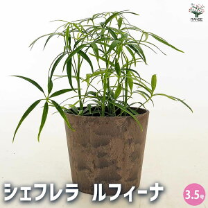 yzVFt tB[i y ϗtA 3.5^1 z rO ItBX  CeA j Vzj zj j V