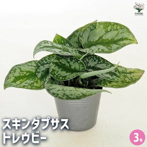 yzXL_vTX gEr[ y ϗtA 3^1 z ϗt K[fjO CeA CeAO[