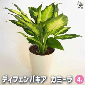 yzfBtFoLA J~[ y ϗtA 4^1 z ϗtA fBtFoLA Dieffenbachia rO ItBX ϗt Mtg
