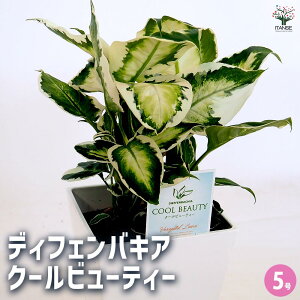 yzfBtFoLA N[r[eB[ y ϗtA 5^1 z ϗtA fBtFoLA Dieffenbachia rO ItBX ϗt Mtg