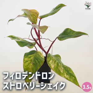 yztBfh Xgx[VFCN y ϗtA 3.5^1 z tBf rO ItBX  CeA 