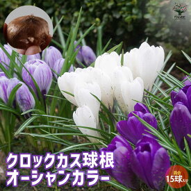 【送料無料】クロッカスオーシャンカラー混合 セット内容:クロッカス3品種 フラワーレコード、ジャンヌダーク、ピックウィック ( 花色:紫、絞り咲き、白 ) 見計らい チューリップ 花球根 お買い得15球セット 球根 花の球根 寄せ植え 送料無料 即納