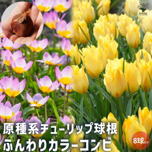 yzӂJ[Rr2퍬 n`[bv ԋ 8Zbg  Ԃ̋ [ `[bv 񂹐A K[fjO ӏ ͔| 뉀؉  