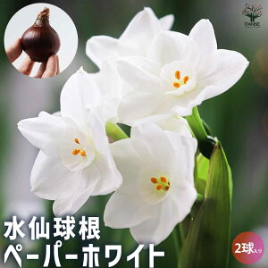 yz[炫y[p[zCg  ԋ 2Zbg  Ԃ̋   񂹐A K[fjO ӏ ͔| 뉀؉  [