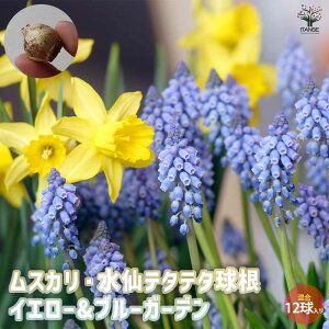 yz u[zCgK[f ԋ  12Zbg ԋ ̉ A nA K[fjO  [