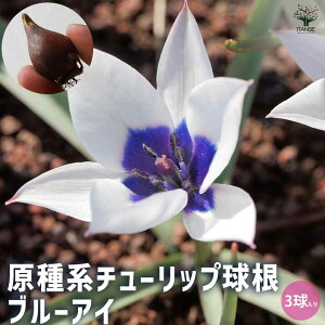 yz n`[bv u[AC ԋ 3Zbg ԋ ̉ A nA K[fjO  [