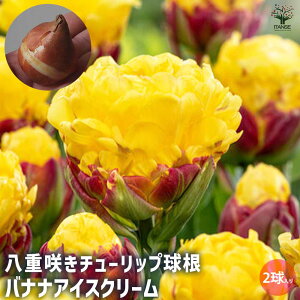 yz d炫`[bv oiiACXN[ ԋ 2Zbg Ԃ̋ ԋ  A ԕc ͂ イ tA HA K[fjO | v