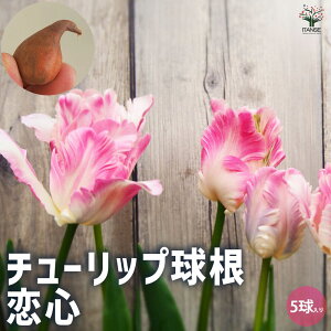 yz V`[bv S ԋ 4 1 ԋ ̉ A nA K[fjO  [