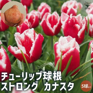 yz `[bv XgO JiX^ ԋ 5 1 ԋ ̉ A nA K[fjO  [