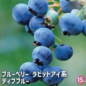 yzu[x[ c eBtu[ ʎc }ؕc 15cm|bg 1 rbgACn Ԃ[ׂ[ c ƌ A  _ _ ډB V{c[ x_ ʎ }