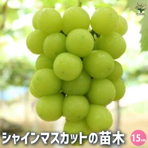 ySSԑSi10OFFzԂǂc VC}XJbg ʎc 1`2N }ؕc 15cm|bg 1 uhE c ϊ  ƌ Ă₷ ӏܗp S Â _ _ } | A 