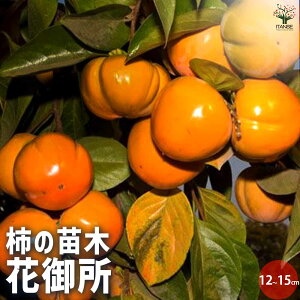 ySSԑSi10OFFz`̕c Ԍ䏊 ʎc 1`2N ږؕc12cmO|bg 1 `c `̕c `̖ `̕c ̕c JL̕c A Ԗ A  A _ V{c[ LO