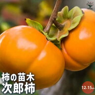 【送料無料】柿の苗木 次郎 果樹苗 接木苗12〜15cmロングポット 1個 柿苗 柿の苗 柿の木 柿の苗木 かきの…