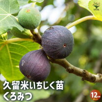 楽天市場】イチジク 鉢植えの通販