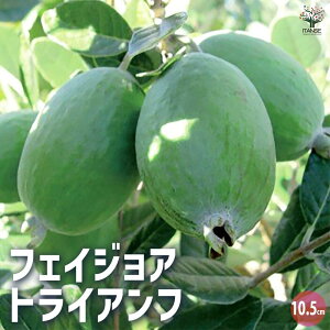 ySSԑSi10OFFztFCWA gCAt ʎ̕c 1N}ؕc10.5cm ʎc ʎ̕c ʎ̖ t[c M  [