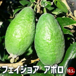 ySSԑSi10OFFztFCWA A| ʎ̕c 1N}ؕc10.5cm ʎc ʎ̕c ʎ̖ t[c M  [