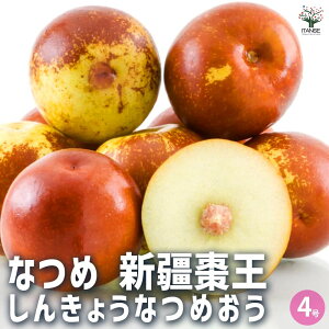 【送料無料】なつめ 新疆棗王 果樹の苗木 2年生接木苗4号 干しなつめ 生薬 庭木 シンボルツリー 送料無料 即納