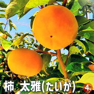 【送料無料】柿 太雅 果樹の苗木 接木苗4号 カキノキ 干し柿 シンボルツリー 送料無料 即納