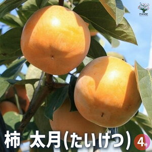 yz`  ʎ̕c 1Nږؕc4 JLmL ` V{c[  [