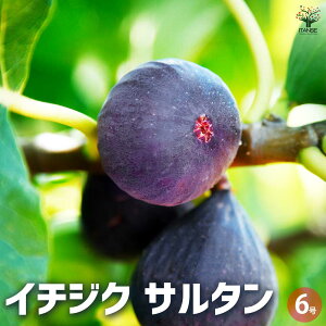 ySSԑSi10OFFzC`WN T^ ʎ̕c 6|bg 1 ʎc C`WN̕cC`WN   [