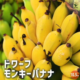 【ポイント2倍★マラソン期間】ドワーフモンキーバナナ 果樹の苗 10.5cmポット 矮性 薄皮 小型 多収穫 自家結実性 送料無料 即納