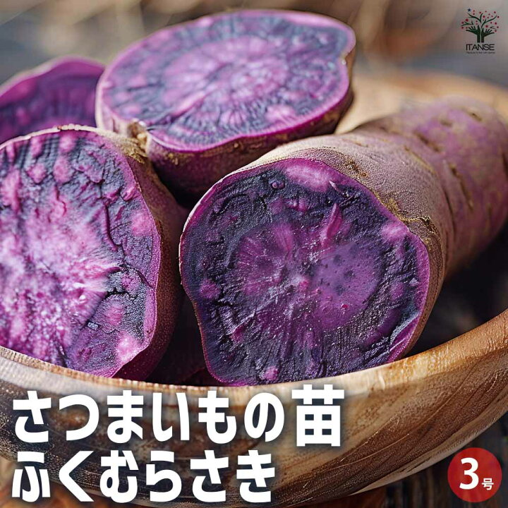 楽天市場】【送料無料】さつまいもの苗 ふくむらさき 【野菜の苗 3号 