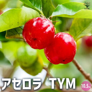 y}\ԁPAbvzAZ TYM ʎ̕c 10.5cm|bg AZc AZ̕c AZc AZ̕c AZ̖ ʎc Mщʎ gsJ  [