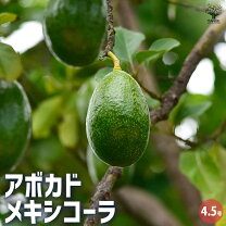 楽天市場】アボカド メキシコーラ 苗の通販