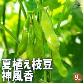 【送料無料】枝豆の苗 神風香 【野菜の苗 9cmポット】枝豆苗 枝豆の苗 えだまめの苗 えだ豆の苗 大豆 豆類 野菜苗 簡単栽培 家庭菜園