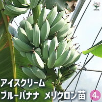 楽天市場】バナナ 耐寒 苗の通販
