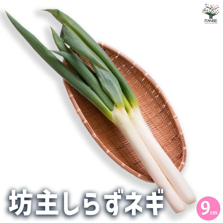 楽天市場】【送料無料】坊主しらずネギ 野菜の苗 9cmポット 苗 野菜苗 