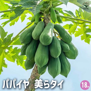 yzppC̕c ^C ʎ̕c 18cm 1 ppC ςς ppC̕c papaiya ςς̕c Mщʎ gsJ  [
