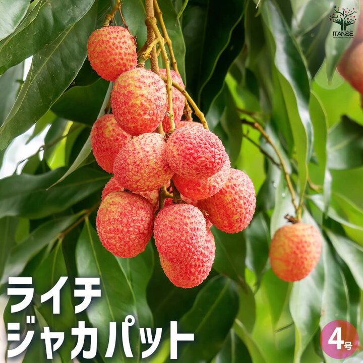 楽天市場】【P5倍☆SS期間中】ライチ ジャカパット 【果樹の苗木 4号 
