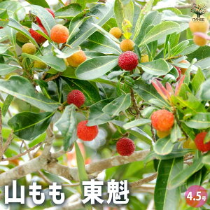 y}\ԁPAbvzR @ ʎ̕c 4.5 1  [
