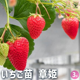 【送料無料】いちごの苗 章姫 野菜の苗 3号 イチゴ苗 イチゴの苗 苺苗 苺の苗 甘い 美味しい 糖度 ストロベリー苗 送料無料 即納