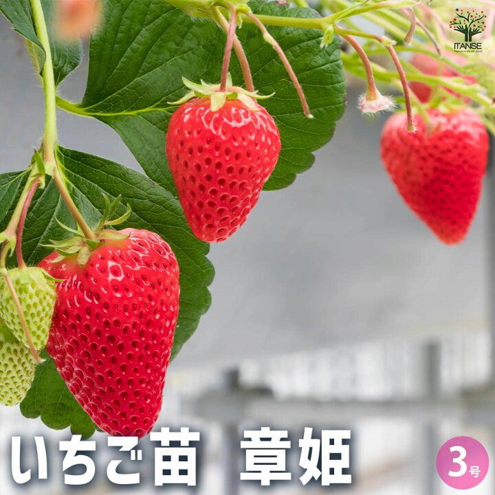 楽天市場】【送料無料】いちごの苗 章姫 【野菜の苗 3号】イチゴ苗 