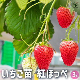 【送料無料】いちごの苗 紅ほっぺ 野菜の苗 3号 イチゴ苗 イチゴの苗 苺苗 苺の苗 甘い 美味しい 糖度 ストロベリー苗 送料無料 即納