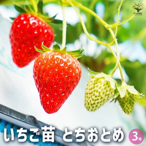 y}\ԁ|Cg5{z̕c ƂƂ ؂̕c 3 C`Sc C`S̕c 䕕c 䕂̕c Â  x Xgx[c  [