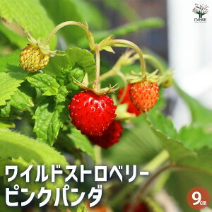 y}\ԁ|Cg5{zChXgx[ sNp_ ؂̕c 9cm 2Zbg  [