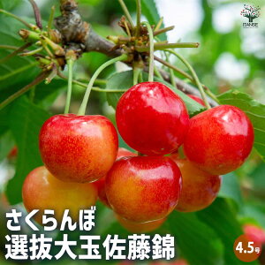 ySSԑSi10OFFzڂ̕c I ʎ̕c 4.5|bg 1 ڕc ڂ̕c TN{c TN{̕c `F[̕c _ V{c[ LO
