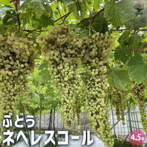 y}\N[|zzzԂǂ̕c lwXR[ ʎ̕c 4.5|bg 1 Ԃǂc uhEc c Ԃǂ̕c ʎc ʎ ʕ  ͔| K[fjO ƒ؉ 