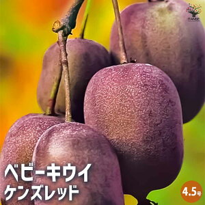 y}\N[|zzzxr[LEC̕c PYbh ʎ̕c 4.5|bg 1 ʎc ʎ̕c c Y ƒ؉ ͔| K[fjO  [