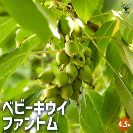 【ポイント2倍★マラソン期間】ベビーキウイの苗木 ファントム 果樹の苗木 4.5号ポット 1個売り 果樹苗 果樹の苗 苗木 雄木 家庭菜園 栽培 ガーデニング 送料無料 即納