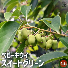 【ポイント2倍★マラソン期間】ベビーキウイの苗木 スイートグリーン 果樹の苗木 4.5号ポット 1個売り 果樹苗 果樹の苗 苗木 雄木 家庭菜園 栽培 ガーデニング 送料無料 即納
