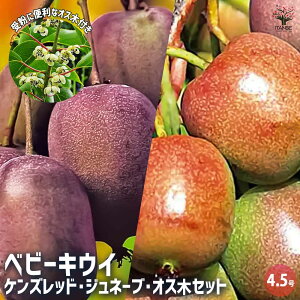 y}\N[|zzzxr[LEC̕c 3Zbg ( PYbh Wl[u IX ) ʎ̕c 4.5|bg 1 ʎc ʎ̕c c Y ƒ؉ ͔| K[fjO 